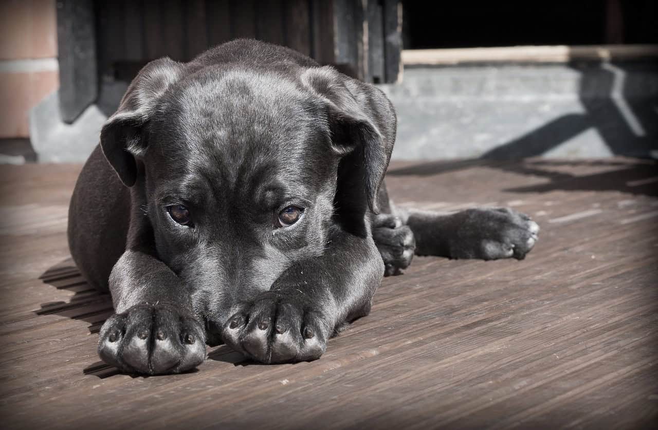 chien noir allongé