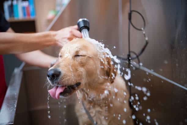 golden retriever qui prend une douche