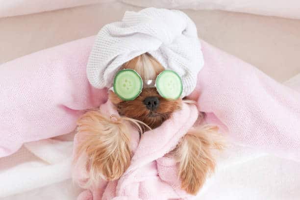 petit chien qui se repose, avec une serviette et des concombres