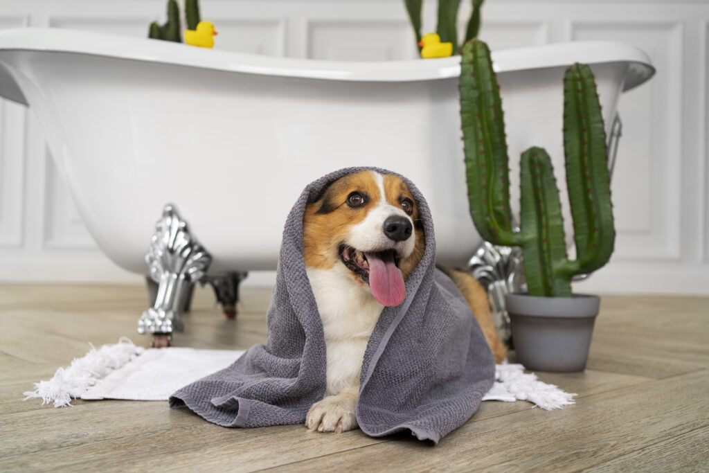 chien heureux avec une serviette