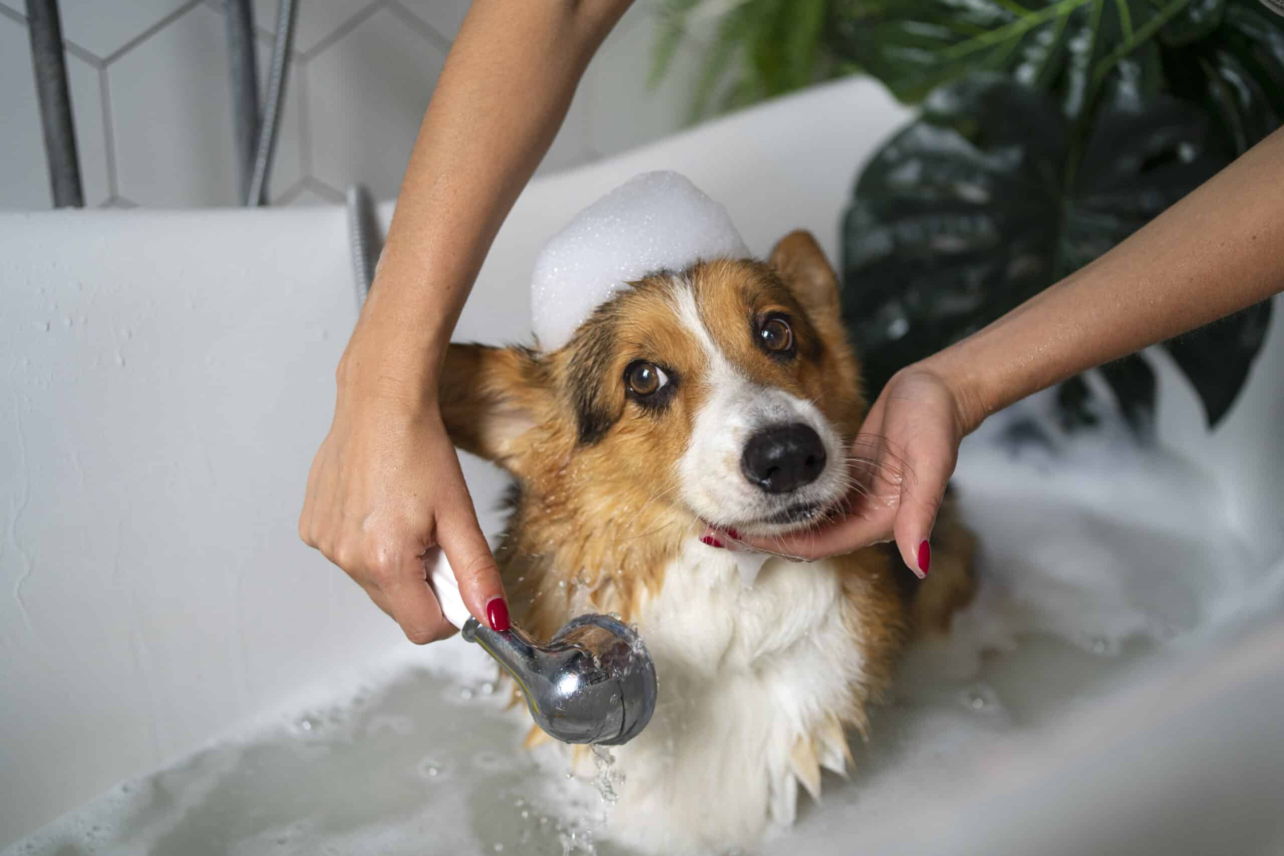 petit chien qui prend une douche