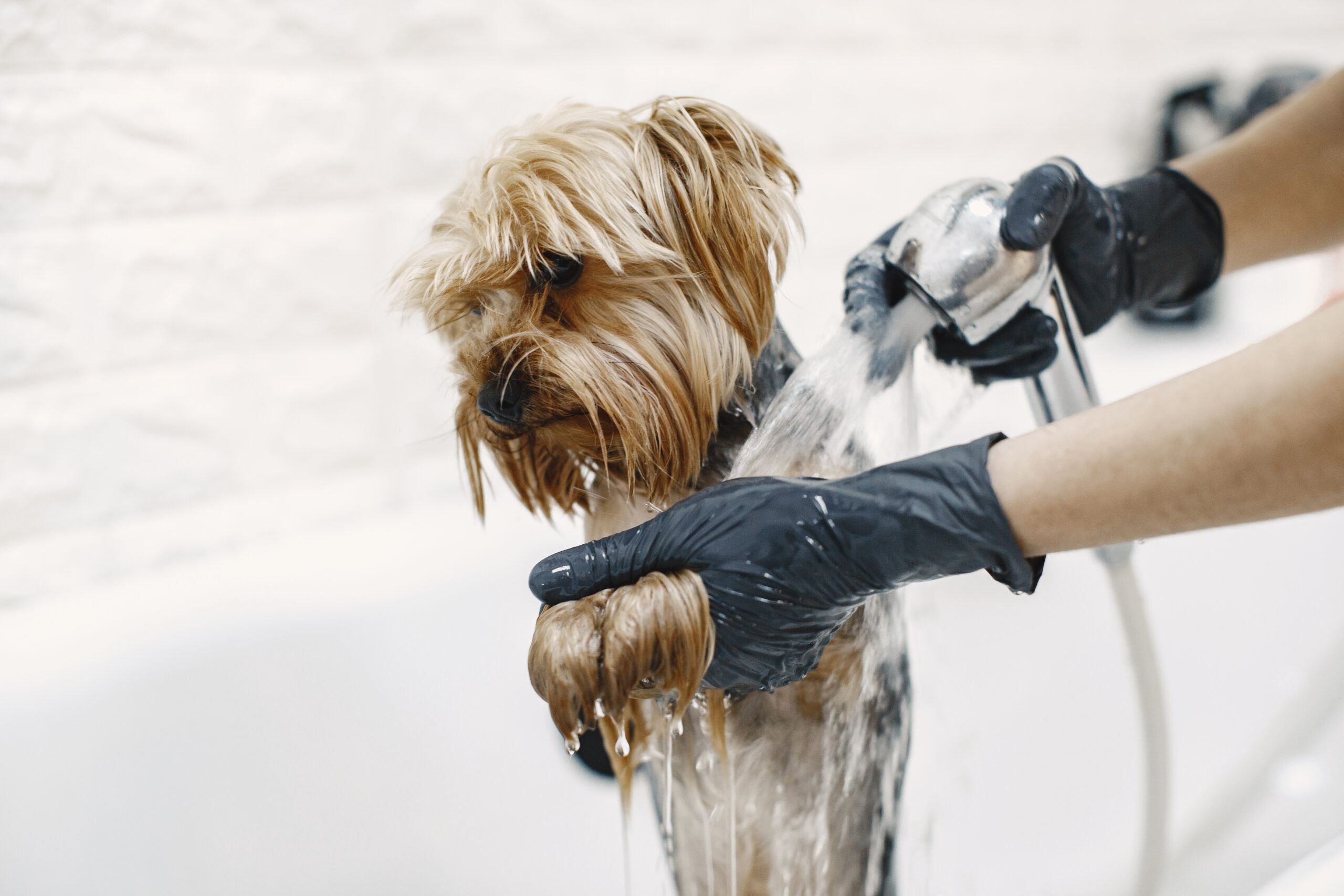 petit yorkshire qui prend une douche