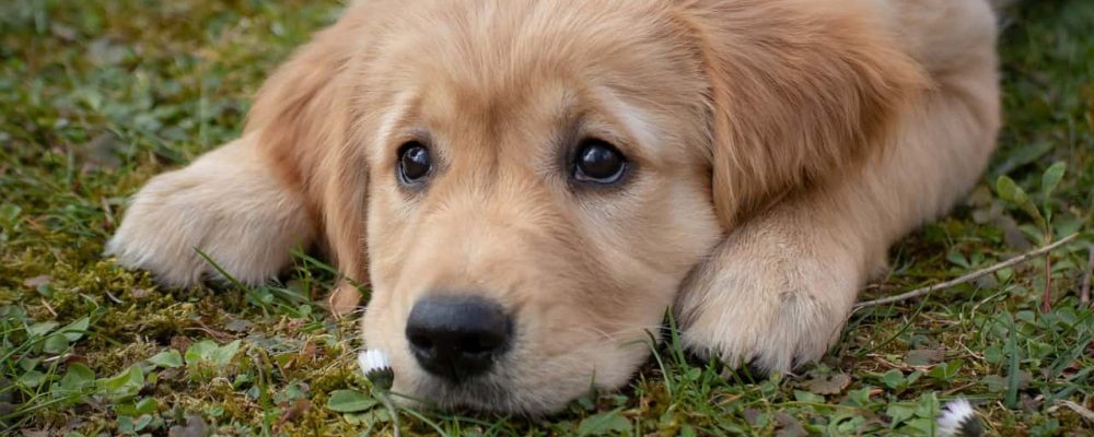 golden retriever chiot