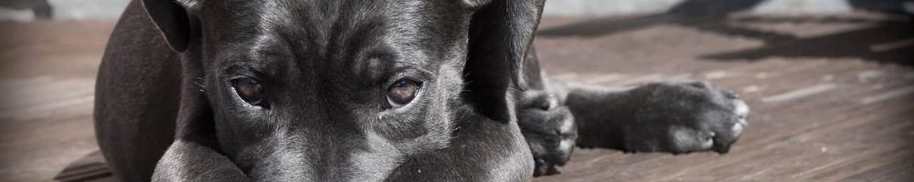 chien noir allongé